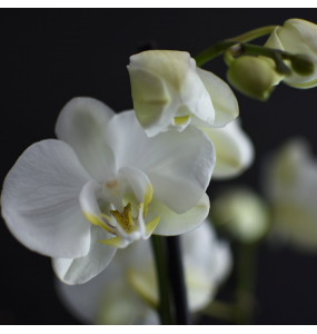 Orchid white