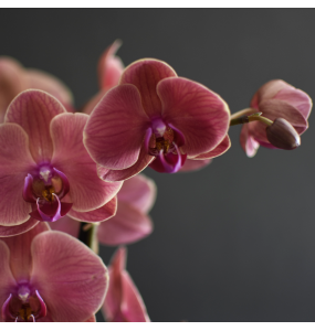 Orchid Pink